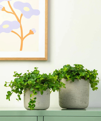 Peperomia hanging rotundifolia - peperomia,