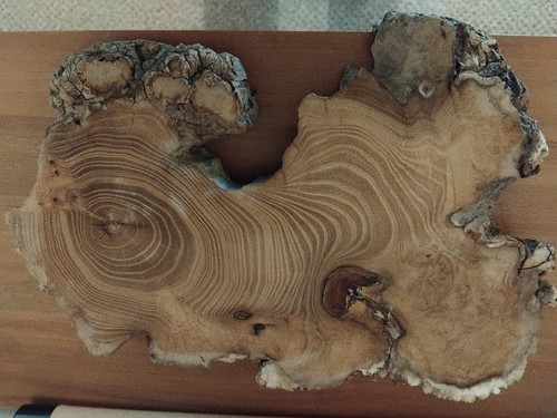 Burr acacia waney - acacia, edge