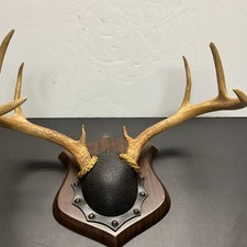 Whitetail 8 Point Buck Deer Antlers November 28 1977 Professional Mount