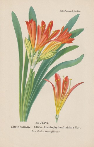 Clivia strap - clivia, miniata)