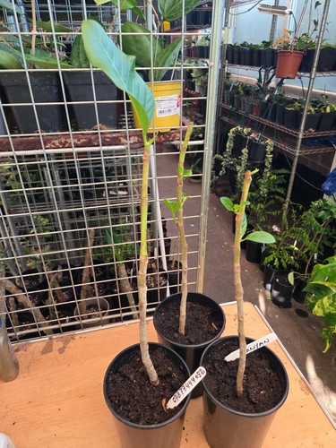 Banyan tree ficus - banyan, ,ficus