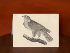 The Goshawk by Thomas Bewick - A5 Art Print Greeting Card