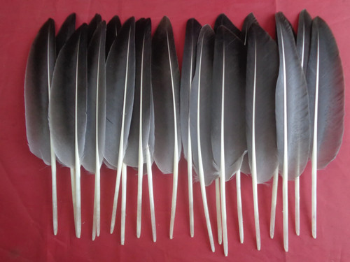 Grey goose wing - grey,