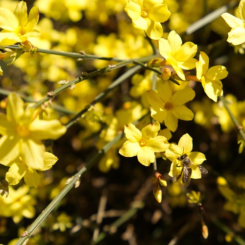 Winter jasmine established - jasmine,