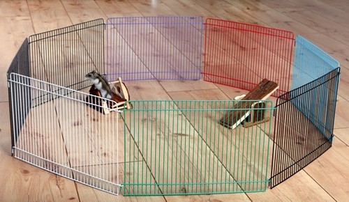 Indoor coloured hamster - coloured, gerbil