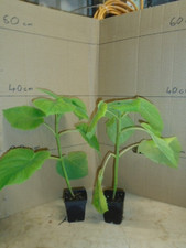 Paulownia tomentosa (foxglove tree) in 8 cm pot x2