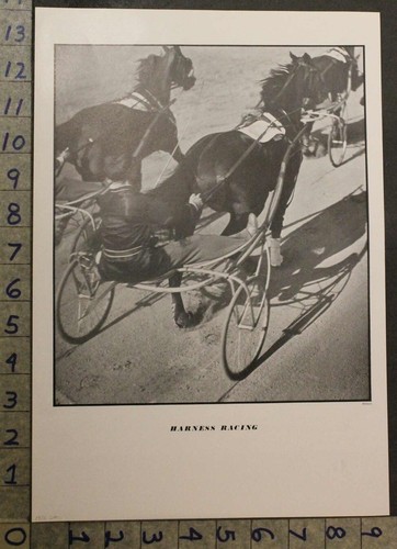 1936 equestrian horse - horse, harness
