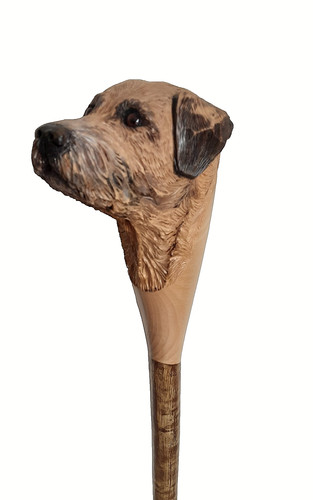 Border terrier head - border, head,