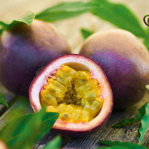 Passiflora suntropics exotic - suntropics,