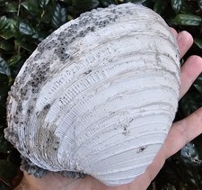 Lee Creek Fossil Quahog Clam Shell Megalodon Chubutensis 