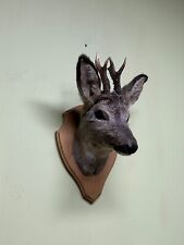 Roe deer head on the board, Taxidermy, Throphies
