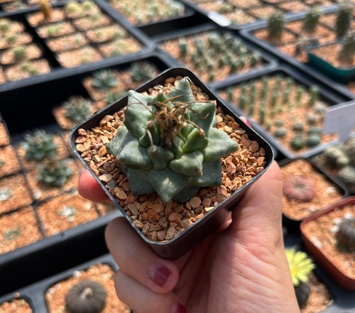 Cactus turbinicarpus alonsoi - cactus-,