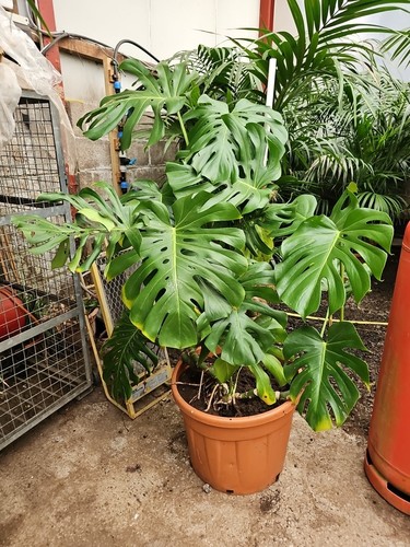 5ft monstera cheese - 5ft,