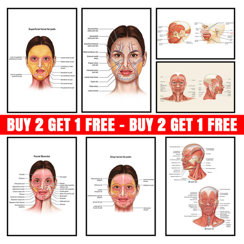 Face anatomy facial fatpad - face,
