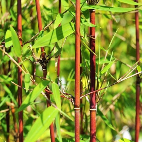 Fargesia scabrida asian wonder - fargesia,