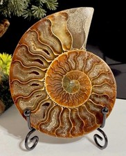 Large 12cm Ammonite Madagascan