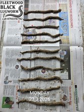 Frozen Black Lugworm 10 Packs