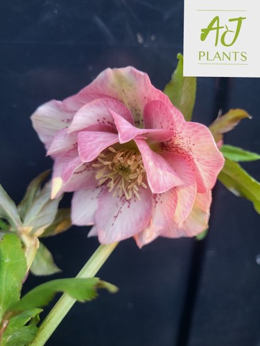 Helleborus orientalis double - orientalis,