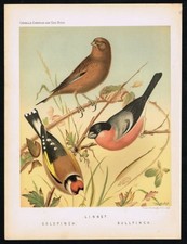 Songbirds Linnet Goldfinch Bullfinch Antique Lithograph - Cassell 1878