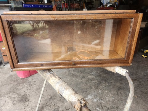 Globe wernicke tiger - tiger, 12