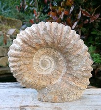 Large Fossil Ammonite