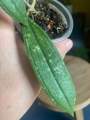 Hoya rigidifolia rooted - hoya, –