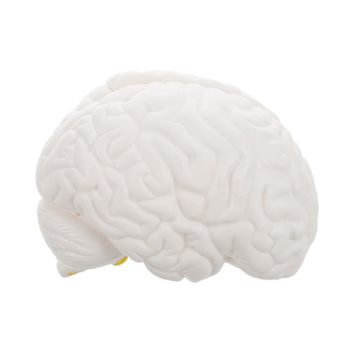 Brain model for teaching - model,