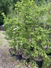 10 X Hornbeam XL Carpinus