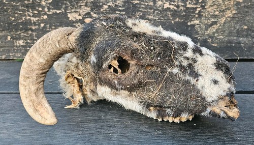 Sheep skull taxidermy - taxidermy, art