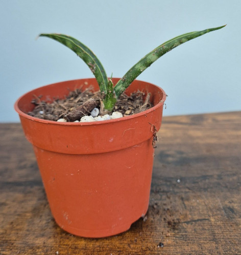 Sansevieria cylindrica baby - cylindrica,