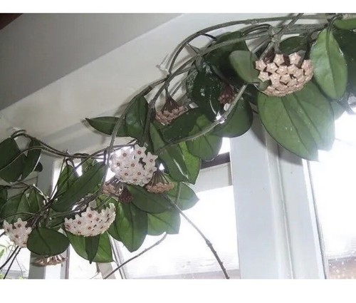 Hoya carnosa houseplant - hoya,