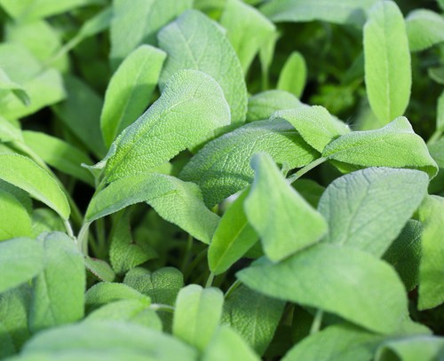 50x sage broad leaved salvia - leaved,