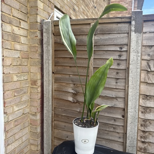 Verigated aspidistra elatior - aspidistra,