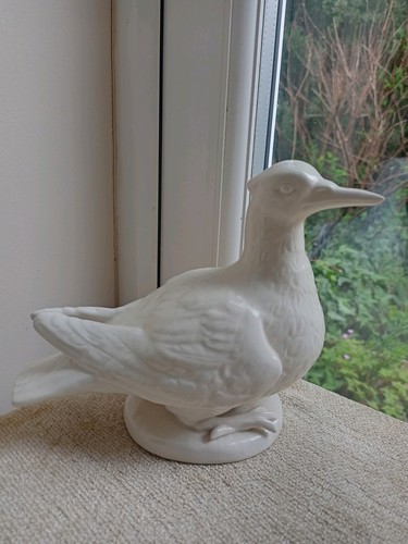 White dove pigeon bird - dove,