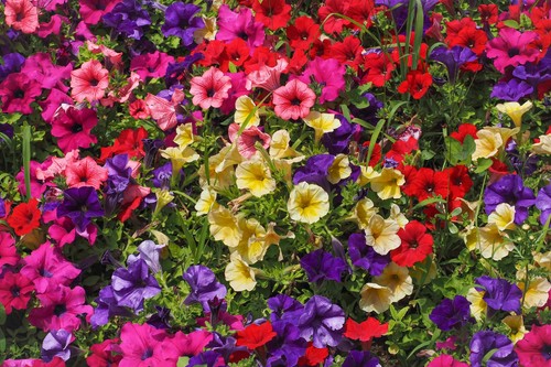 250 mixed colors petunia red - mixed,
