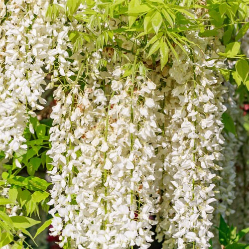 Wisteria alba japanese - f., alba/