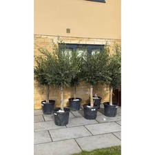 Large Mature Olive Trees, £150each 