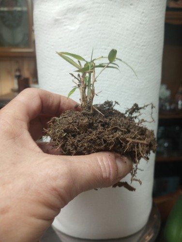 Bamboo plants live - bamboo,