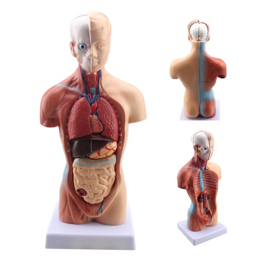 30cm pvc anatomical - pvc, human