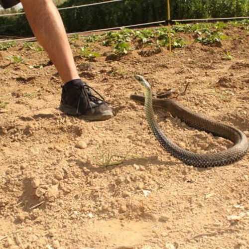 Snake prank with string - snake,