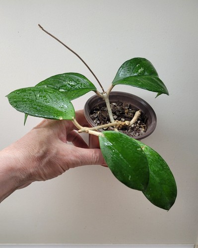 Hoya carnosa preckles - hoya,