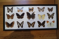 15 Asian Taxidermy Butterflies Framed