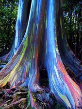 RAINBOW EUCALYPTUS Deglupta -