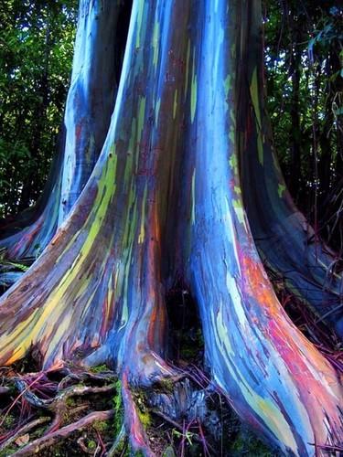 Rainbow eucalyptus deglupta - eucalyptus,
