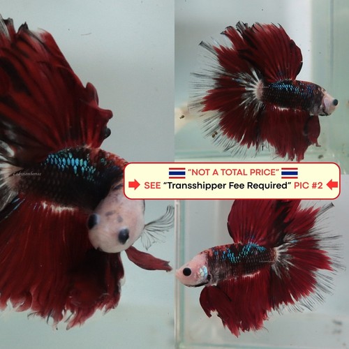 Live betta fish - betta,