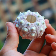 1x Sea Urchin Shell Ornament 5 - 7 cm Seashells Multipurpose DIY Home Decor