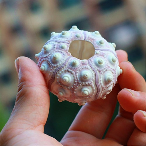 Sea urchin shell - sea,