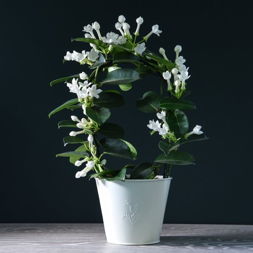 Jasmine hoop scented - on, a