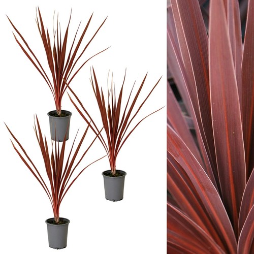 Cordyline torbay red 9cm - 3,