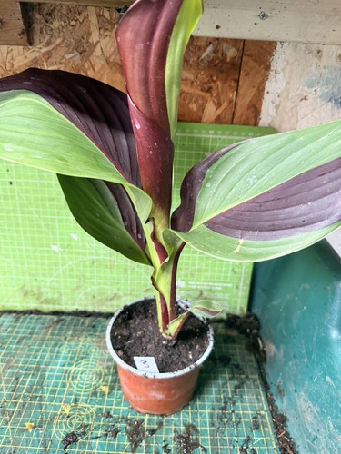 Canna cleopatra plant - cleopatra,